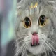 Fierce_Pawprintz