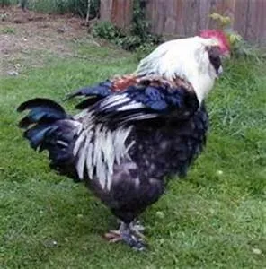 Rock climbing challenges