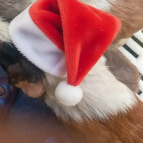 Ear-Resistible Santa Pup