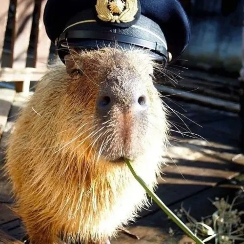 Capybaras