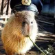 Capybaras