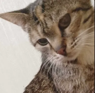 cati