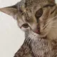 cati