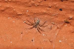 Summiting majestic peaks