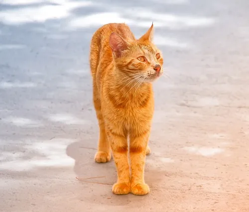 Conflict resolution workshops