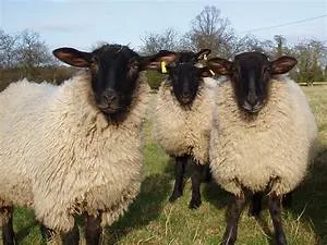 Yoga and meditation retreats