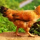 CHICKEN4