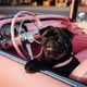 Friendship PUG