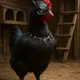 black chicken