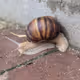 Snail
