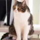 simi