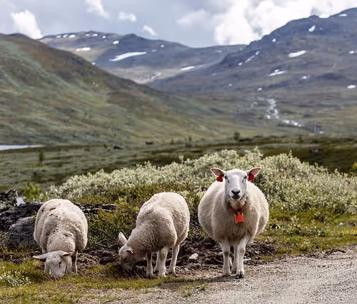 Culinary delights exploration