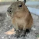Capybara irl