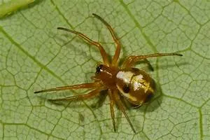 Mountain lodge getaways