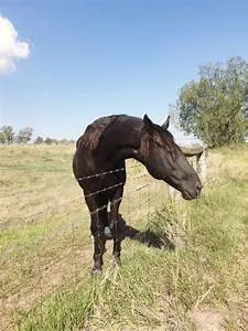 African safari adventures