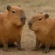  Capybaras