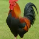 chicken jago