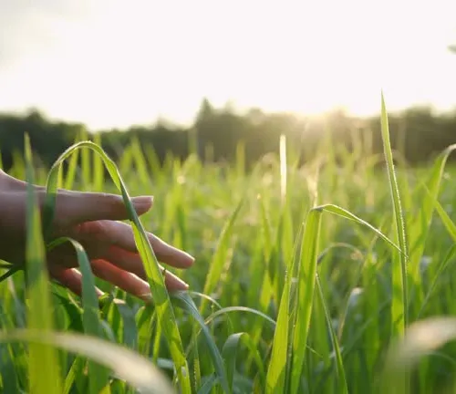 Touch Grass