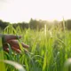 Touch Grass