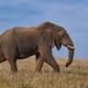 gajah