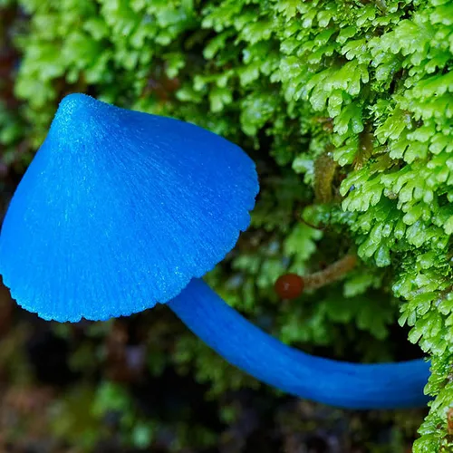 Som