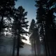 Mysterious Scary Forest