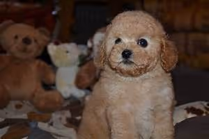 Chinese dynasties tales