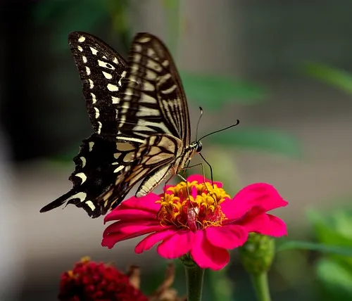 Celebrating cultural richness