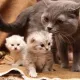 BARACAT