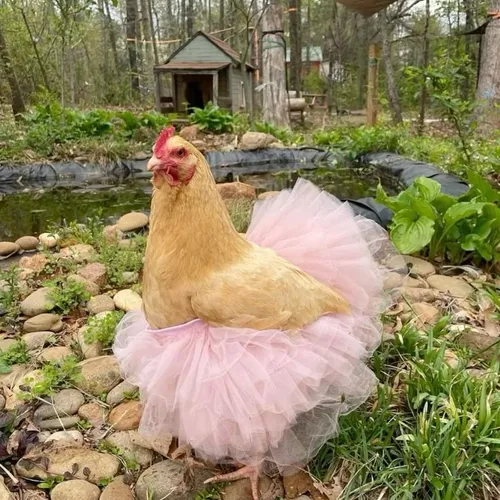 The Ballerina and the Backyard: A Study in Unexpected Dignity
