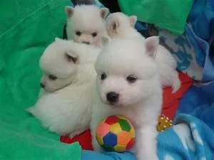 Cherry blossom festivals