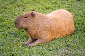 Capybara