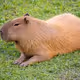 Capybara
