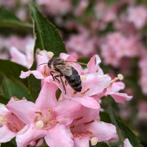BEE