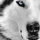 dimon