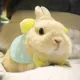 NCJJJJJTR