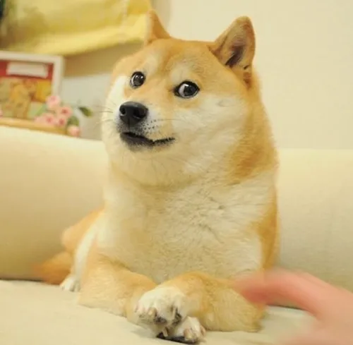 g'gfgfg