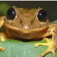SAPO