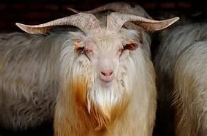 Sustainable living practices