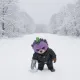 Wintermen