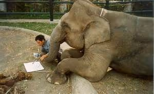 Cultural immersion homestays