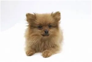 Spa and wellness retreats