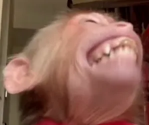 sdhsbdfb