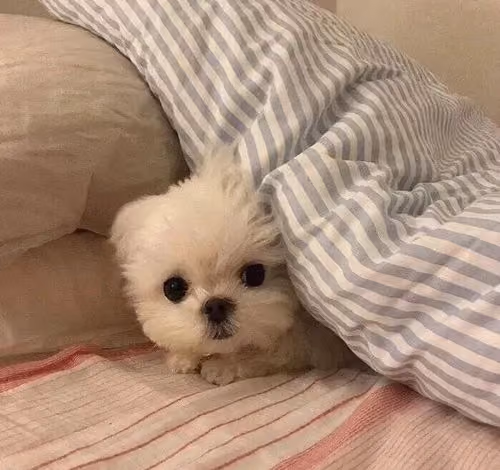 feyhef