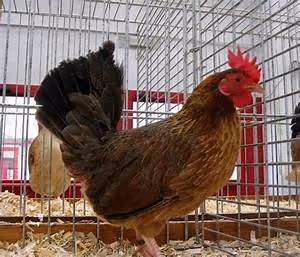 Subaquatic accommodations