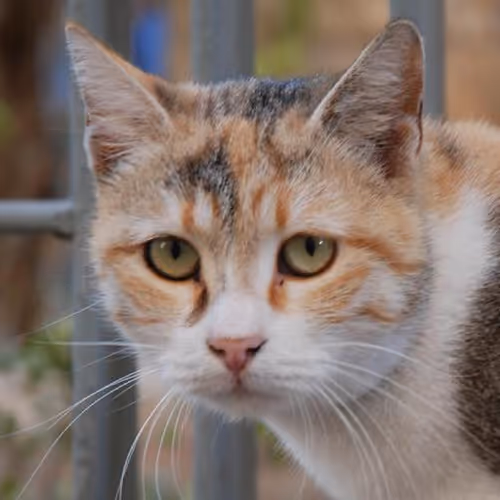 Cross-country road trips