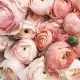 flwrs
