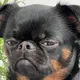 dog bad