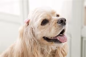 Colosseum spectacles relived