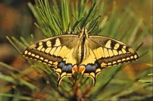 Motorcycle road trips